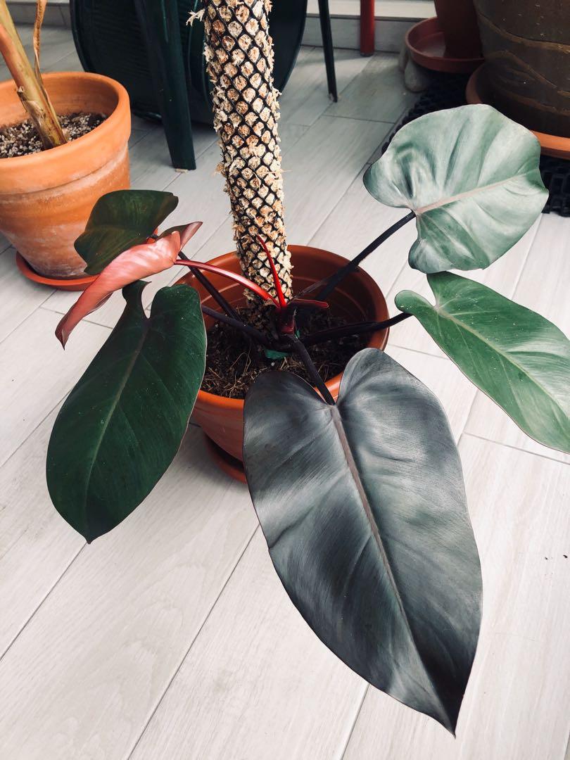 Philodendron Royal Queen Furniture Home Living Gardening Plants Seeds On Carousell