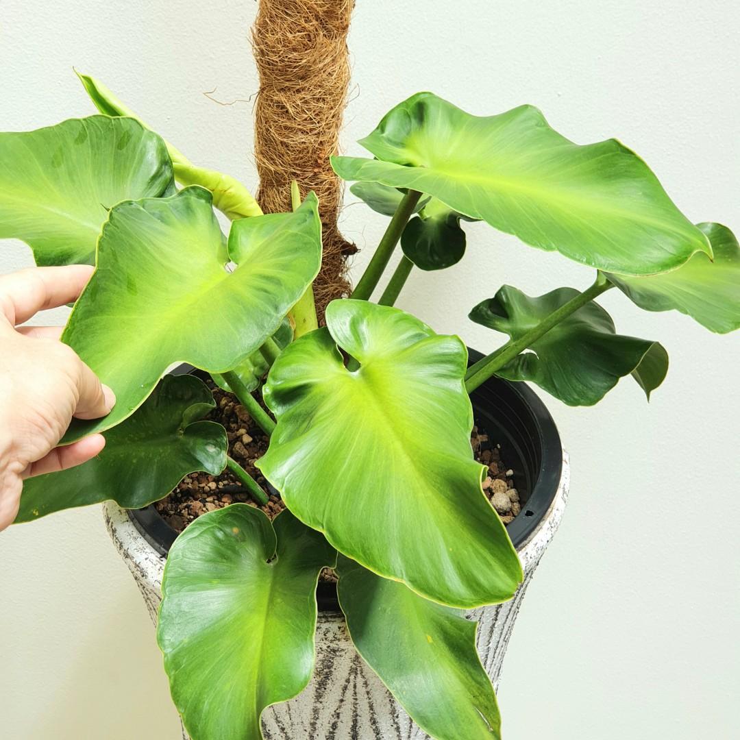 Philodendron rugosum aberrant form, Furniture & Home Living, Gardening