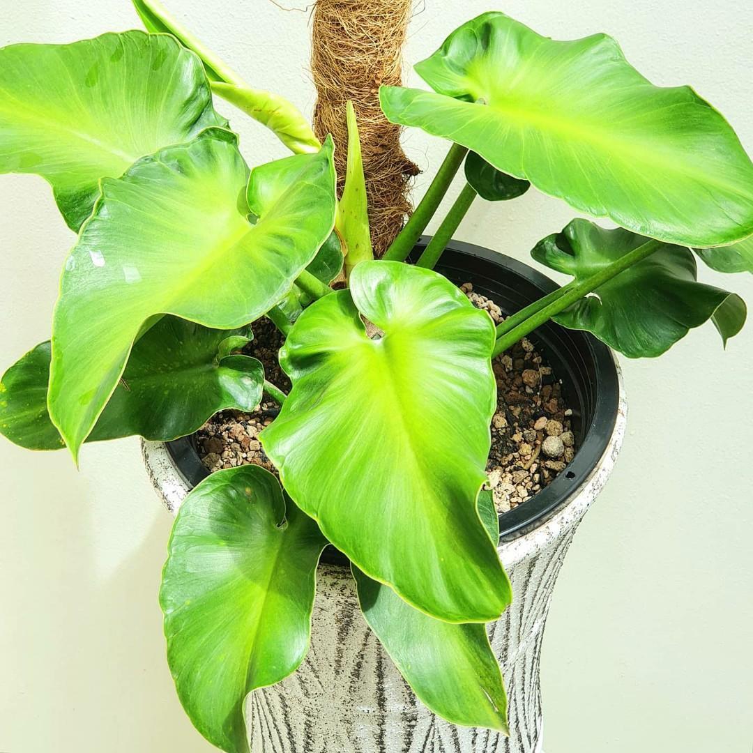 Philodendron Rugosum Aberrant Form Furniture Home Living Gardening Plants Seeds On Carousell