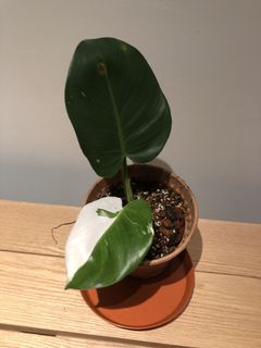 (Category: ) located in . Submitted by plantaddict (Listing ID 1017801676, Image 1). Description: .