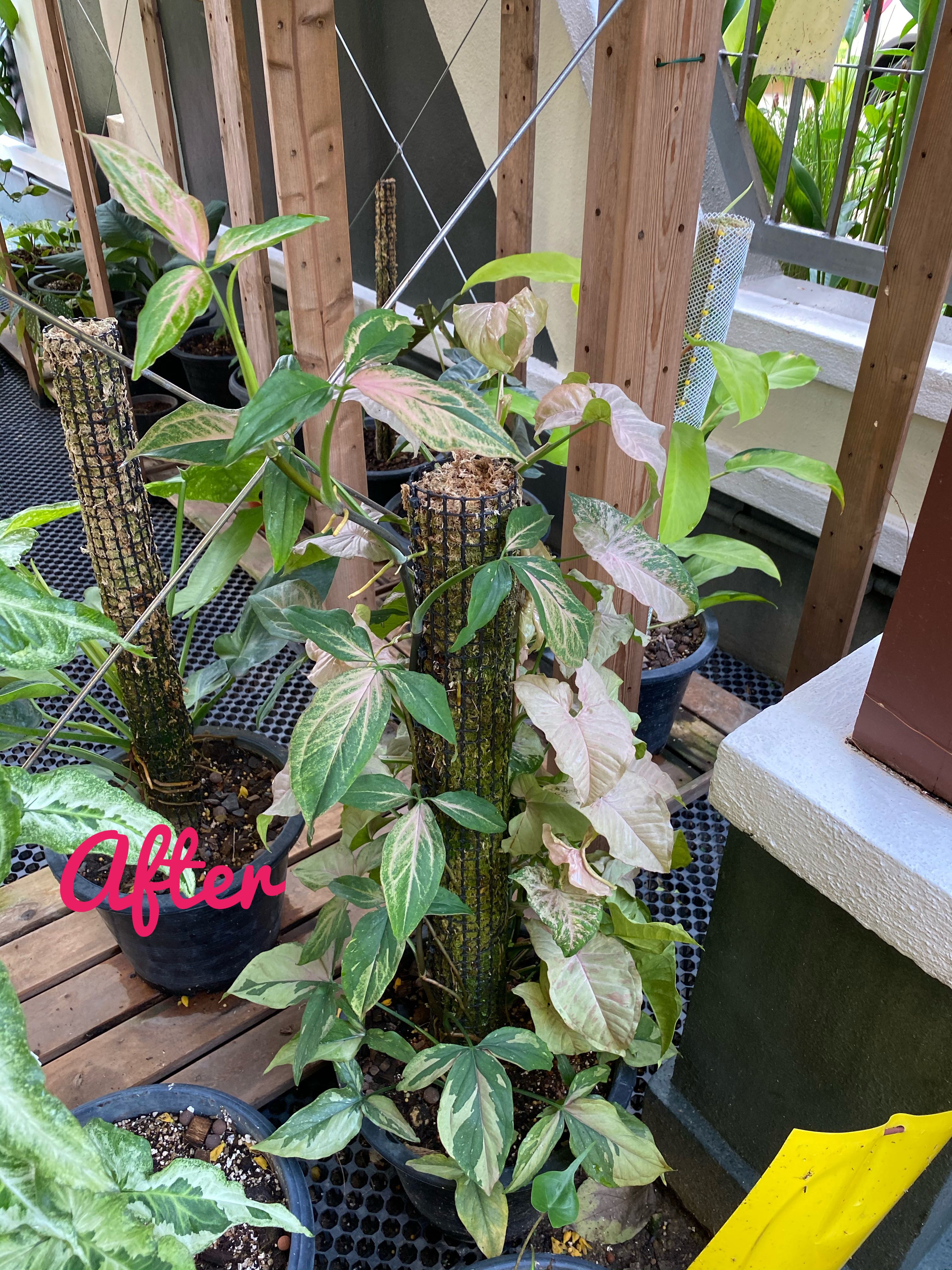 Private Collection P20 Syngonium Podophyllum Pink Spot Pink Splash M Home Furniture Gardening On Carousell The variegation is stable and does not revert, but the amount of pink depends on amount of light (the more light, the more variegation you can | people who viewed this item also viewed. private collection p20 syngonium podophyllum pink spot pink splash m
