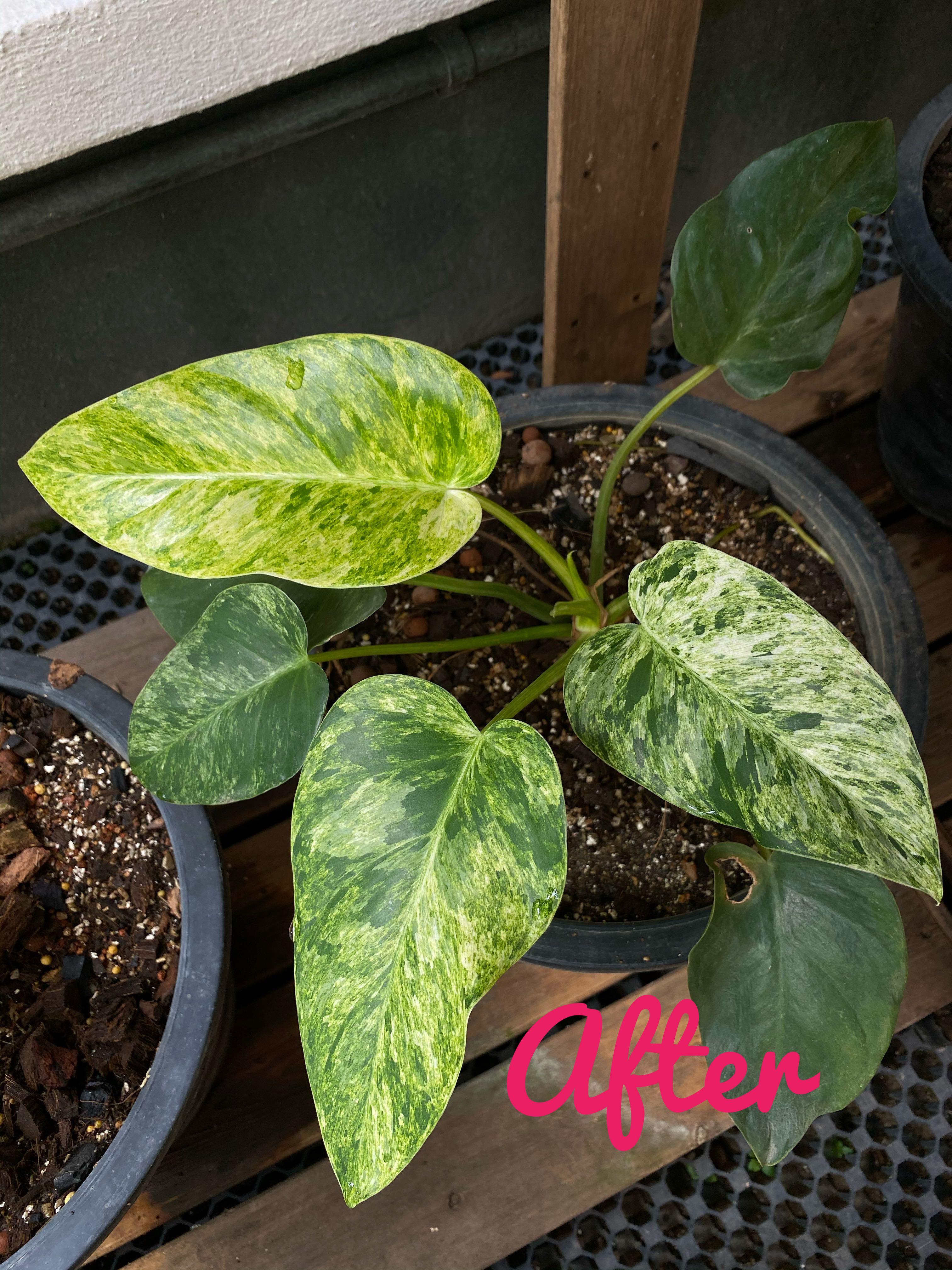 Private Collection P54 Philodendron Giganteum Albo Variegata Blizzard M Home Furniture Gardening On Carousell