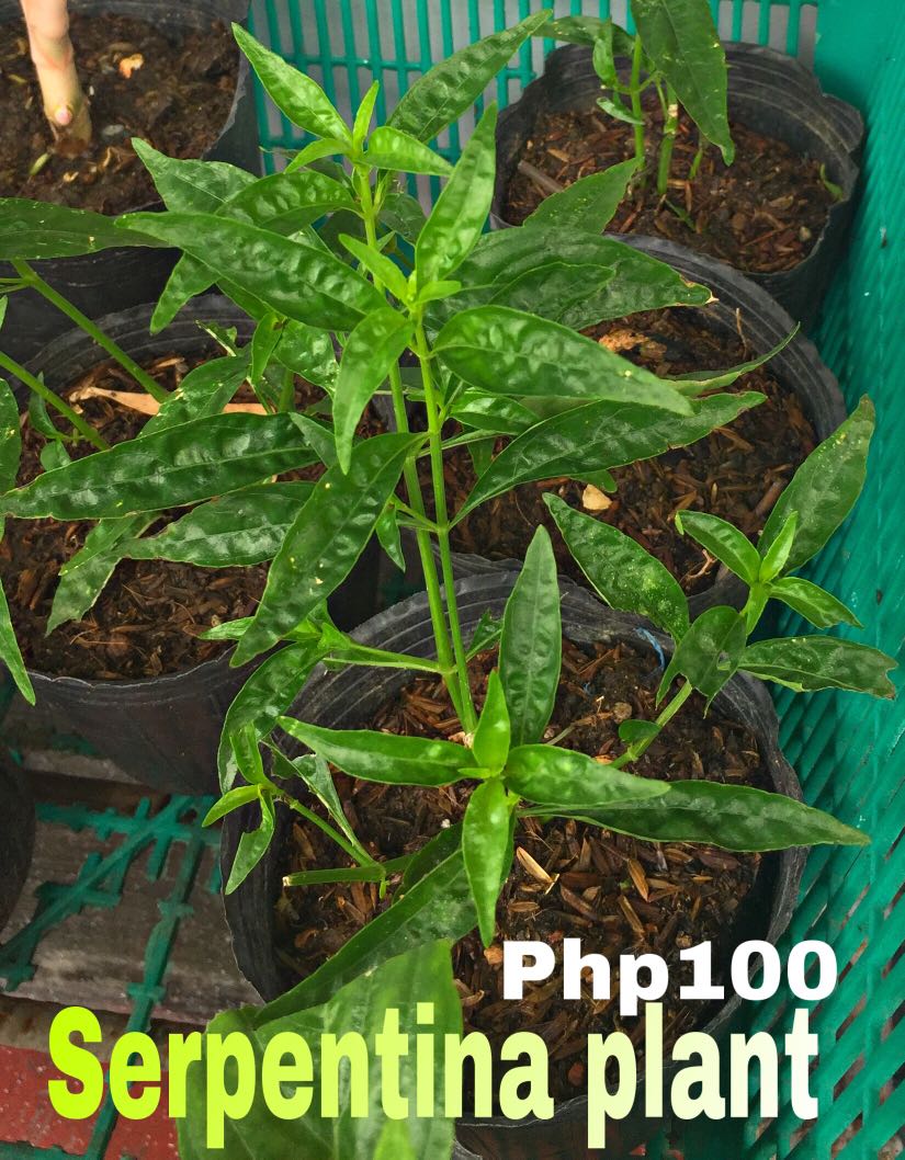 Serpentina plant, Furniture & Home Living, Gardening, Plants & Seeds on ...
