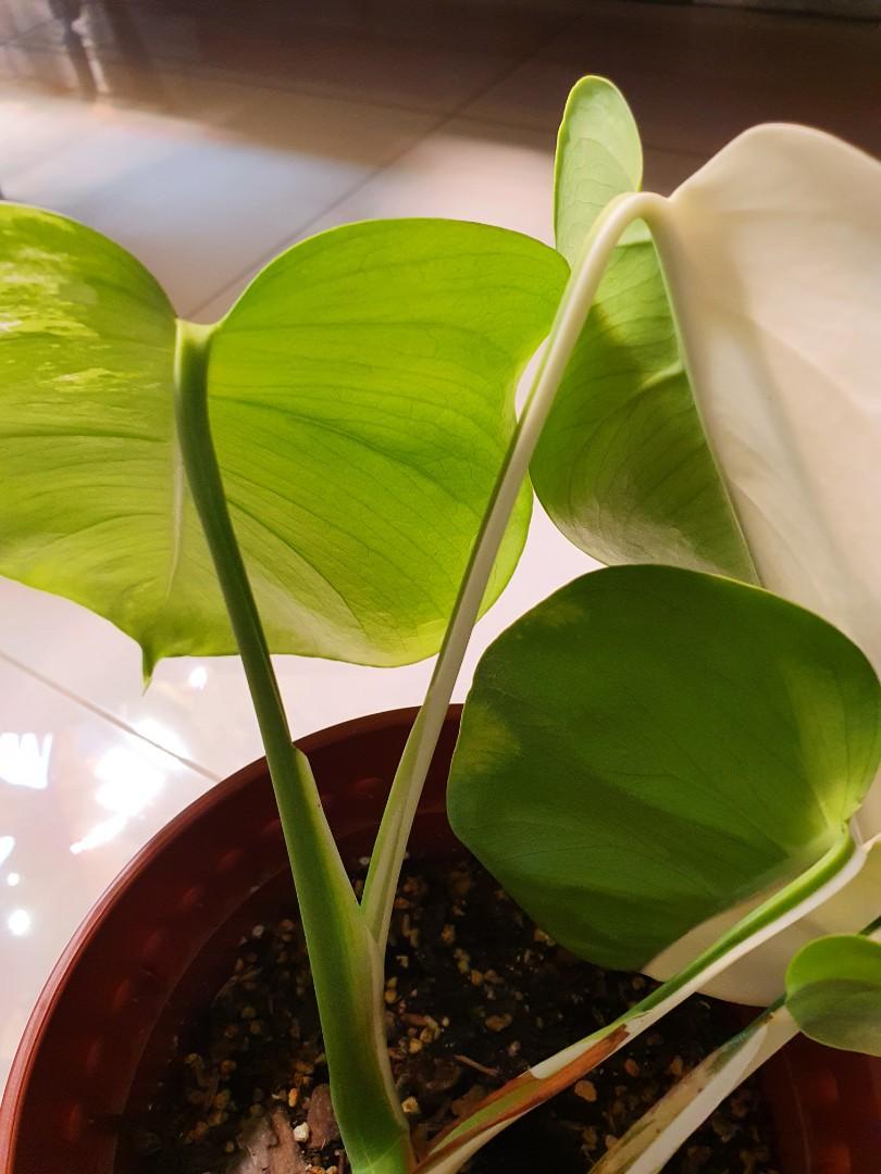 Variegated Monstera Borsigiana Albo Half Moon, Gardening ...