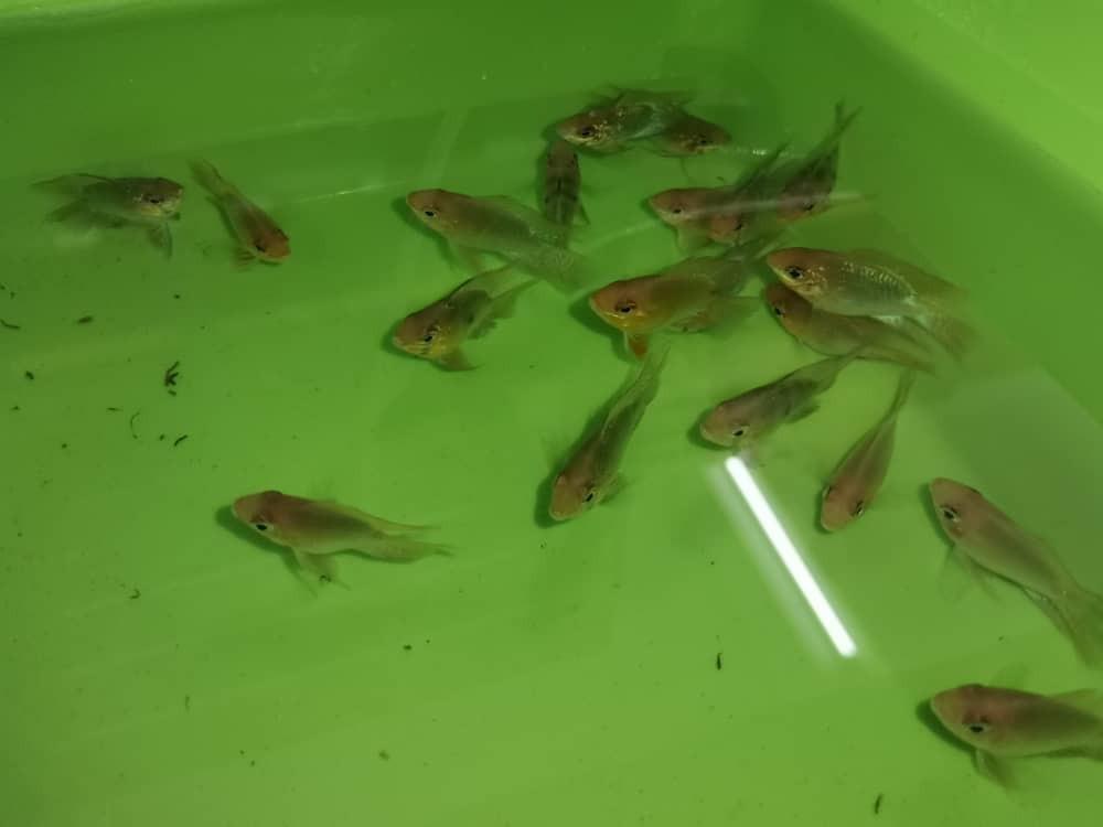 Welcome Melaka Bemban Aneka K S Hardware And Pet Aquarium Local Service Fish Pet Supplies Pet Accessories On Carousell