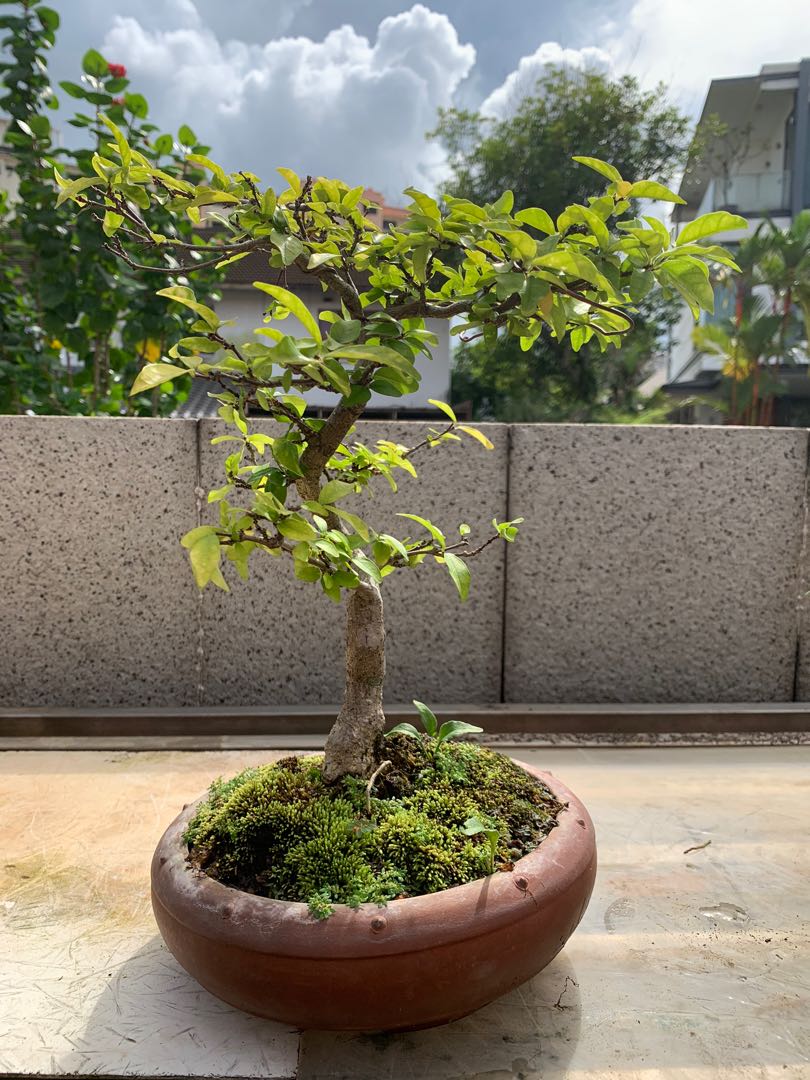 Bonsai for sale!, Gardening, Plants on Carousell Bonsai for sale!, Gardening, Plants on Carousell