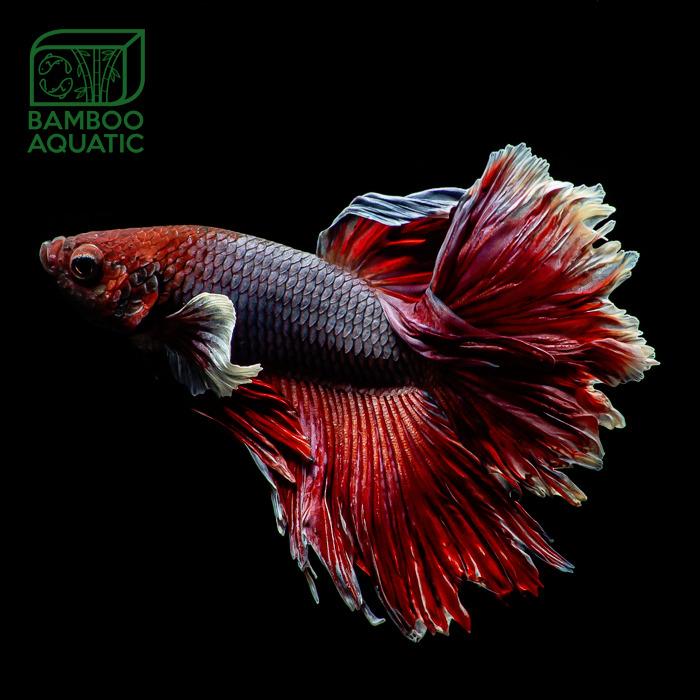 Cupang Halfmoon Big Ear Rose Tail 5e Perlengkapan Hewan Aksesoris Hewan Di Carousell