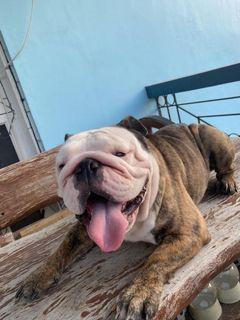 English Bulldog Pet Care Services Carousell Philippines