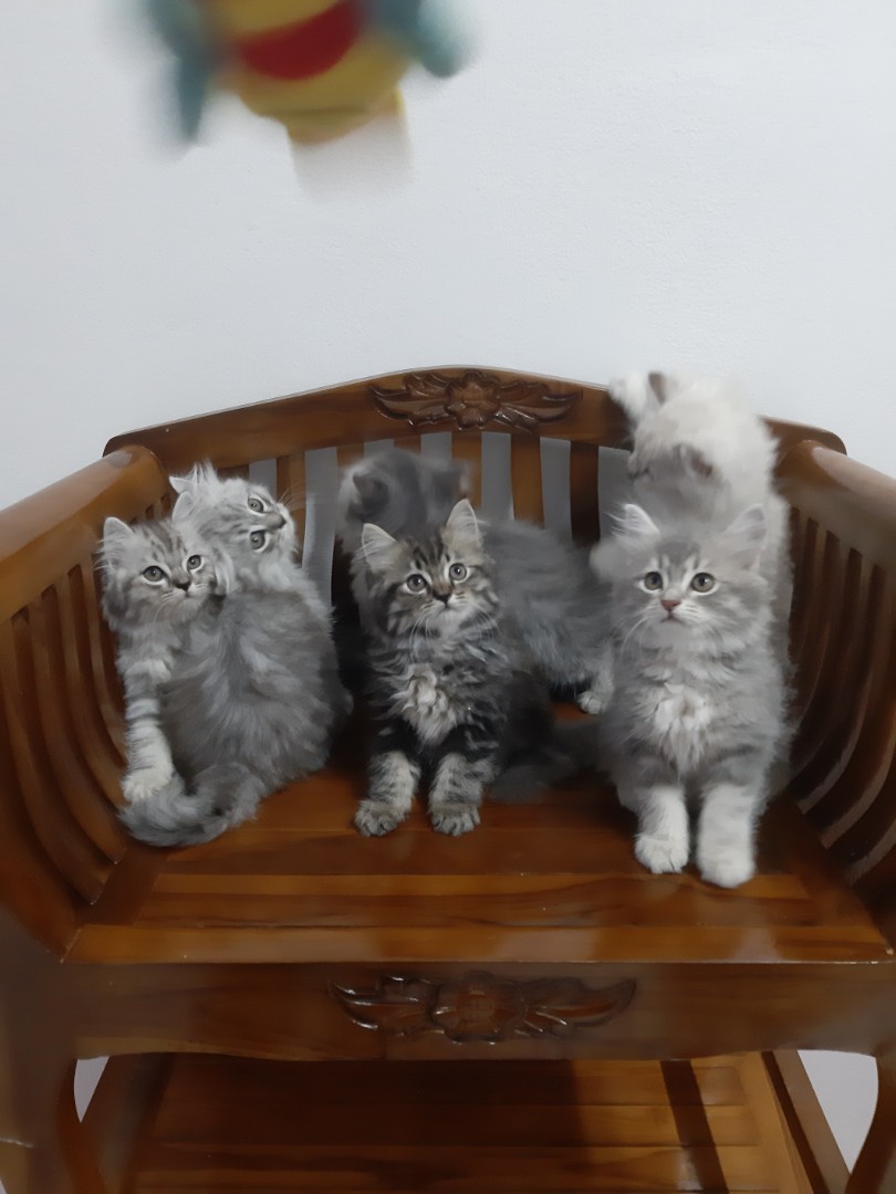 Smoosh face kitten sales