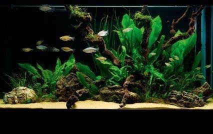 Low Tech Aquascape Pet Supplies For Fish Fish Tanks On Carousell