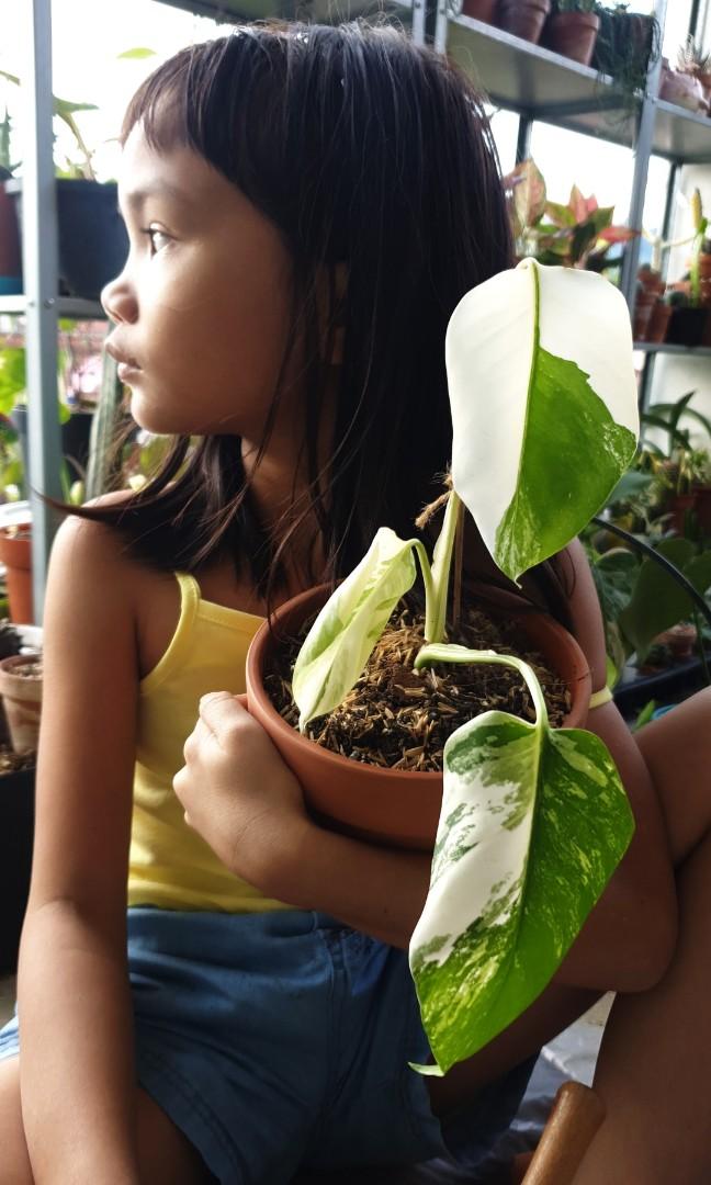 Monstera Albo Borsigiana Home Furniture Gardening On Carousell