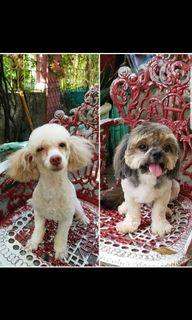 Toy poodle and shih tzu stud service