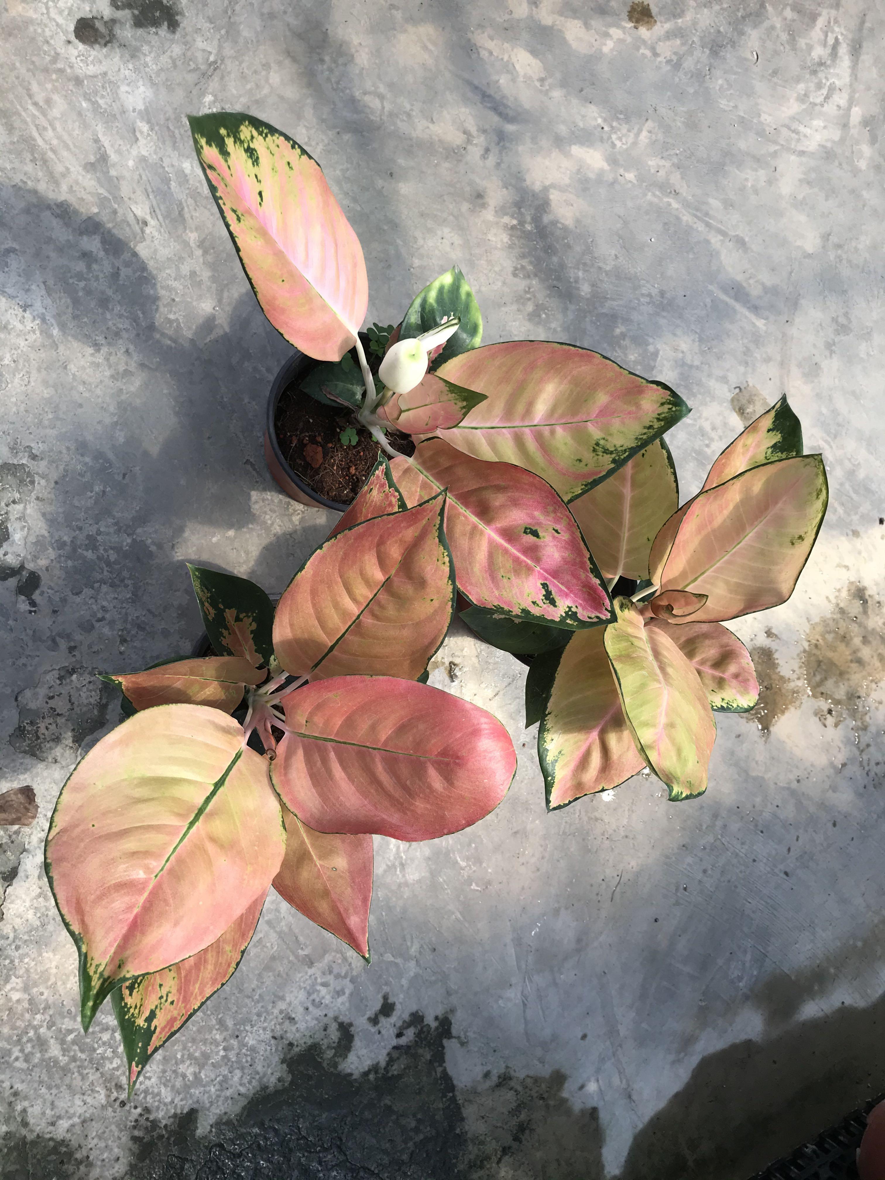 Aglaonema Peach Cochin Home Furniture Gardening On Carousell