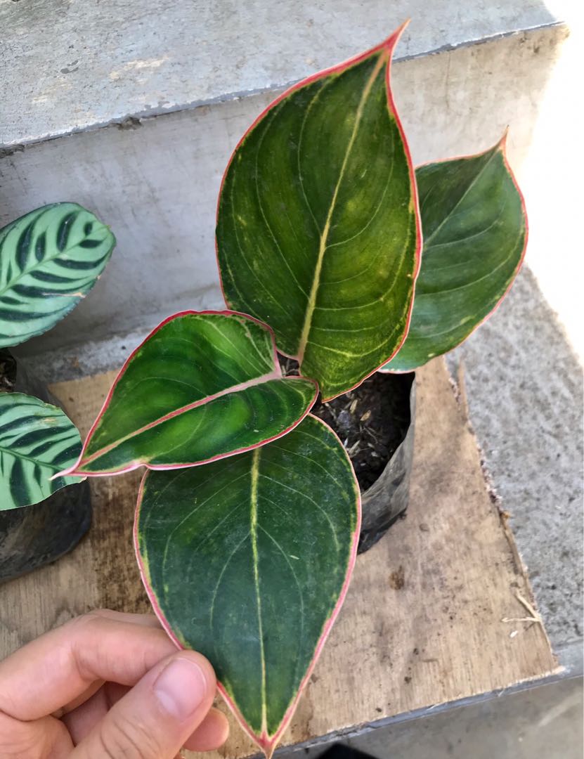 Aglaonema Pink Lipstick Furniture Home Living Gardening Plants Seeds On Carousell