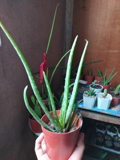 (Category: ) located in . Submitted by nancymarfega (Listing ID 1022640399, Image 1). Description: .