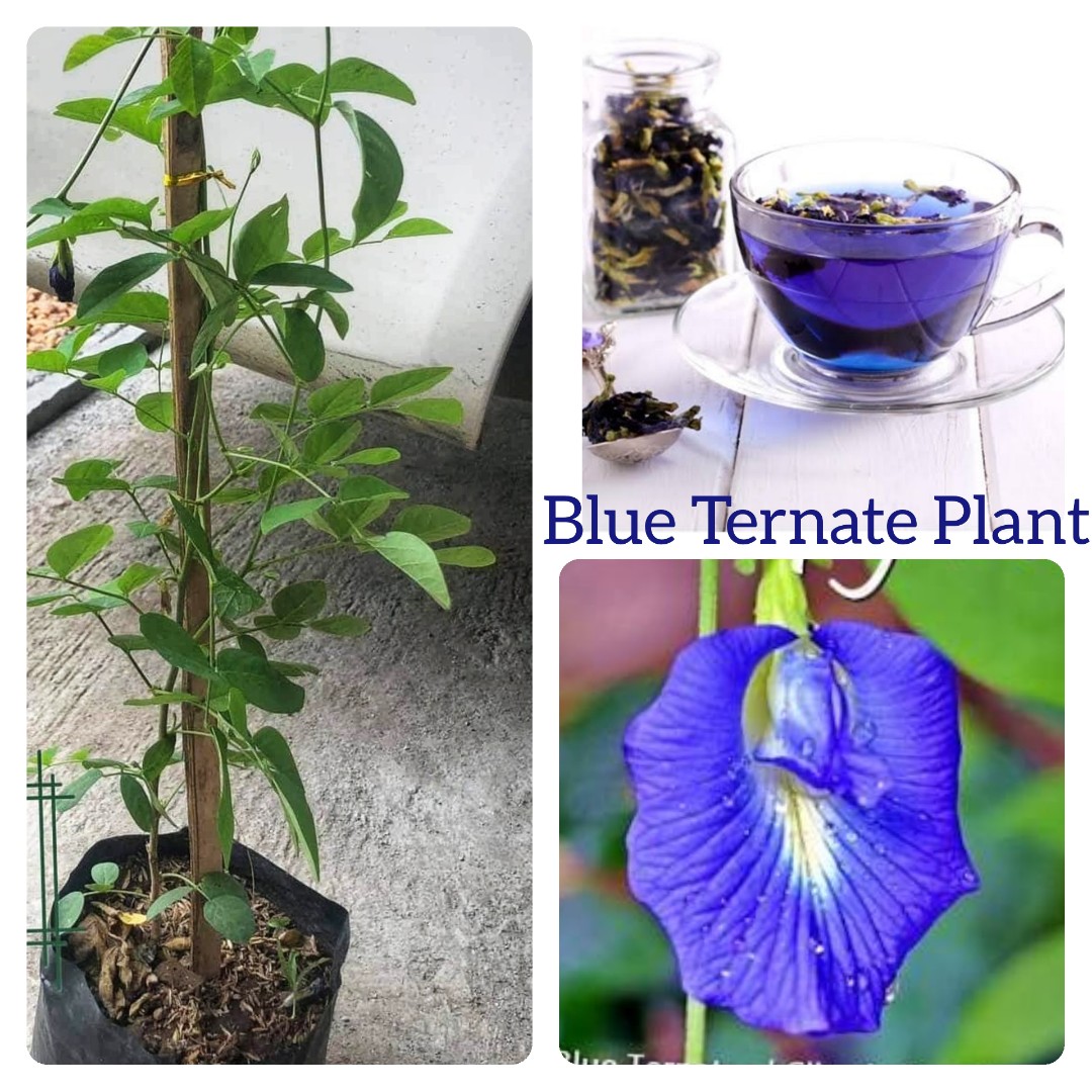 Blue ternate plant hot sale
