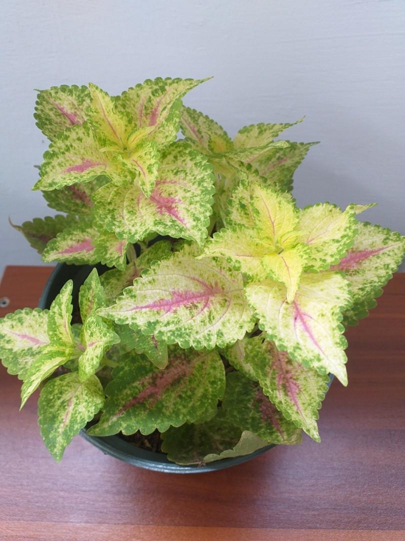 Coleus / Mayana Plant (Watermelon Variety) Outdoor or balcony plants