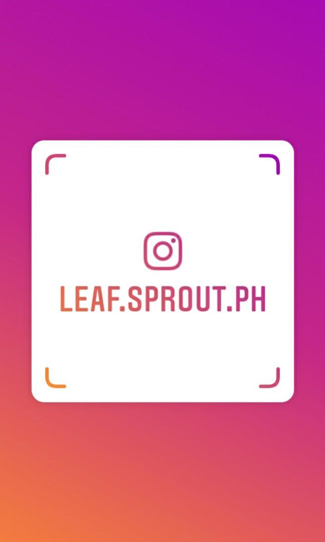 Coleus / Mayana Plant (Watermelon Variety) Outdoor or balcony plants