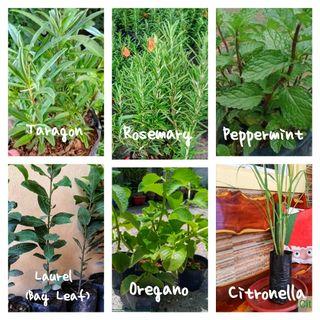 citronella plant | Plants & Seeds | Carousell Philippines