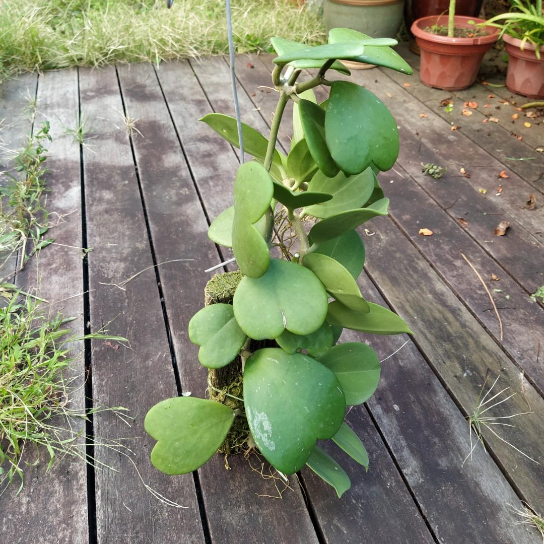 Heart-Shape Hoya Kerrii, Gardening, Plants on Carousell