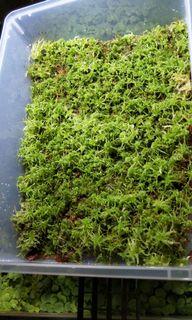 Large box of Live Sphagnum Moss