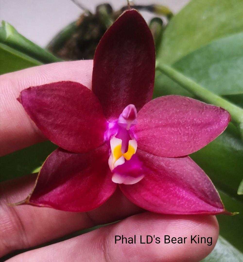 Phalaenopsis Ld S Bear King Gardening Plants On Carousell