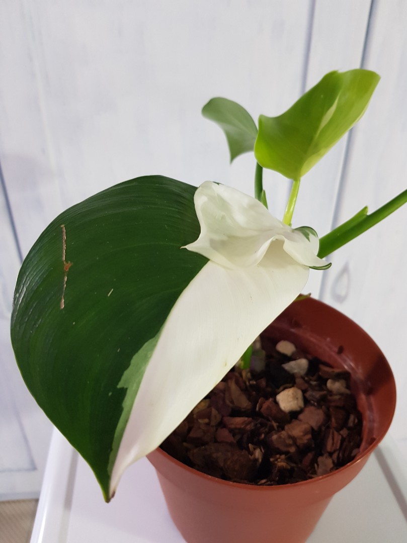 Philodendron White Wizard