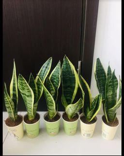 Potted Plants snake plants