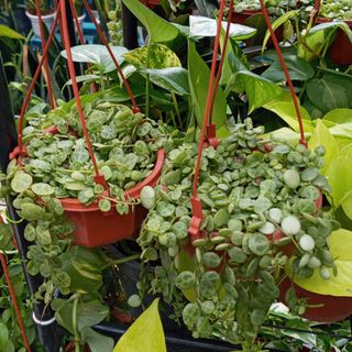 (Category: ) located in . Submitted by aedecoplant (Listing ID 1022499224, Image 1). Description: .
