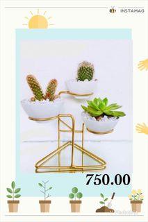 Succulent & Cactus Stand FOR SALE ❤️
