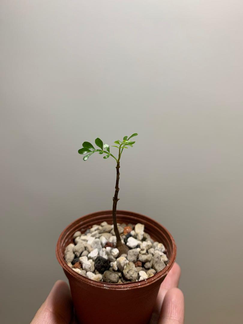 塊根植物多肉植物象足漆樹苗 傢俬 家居 園藝 植物及種子 Carousell