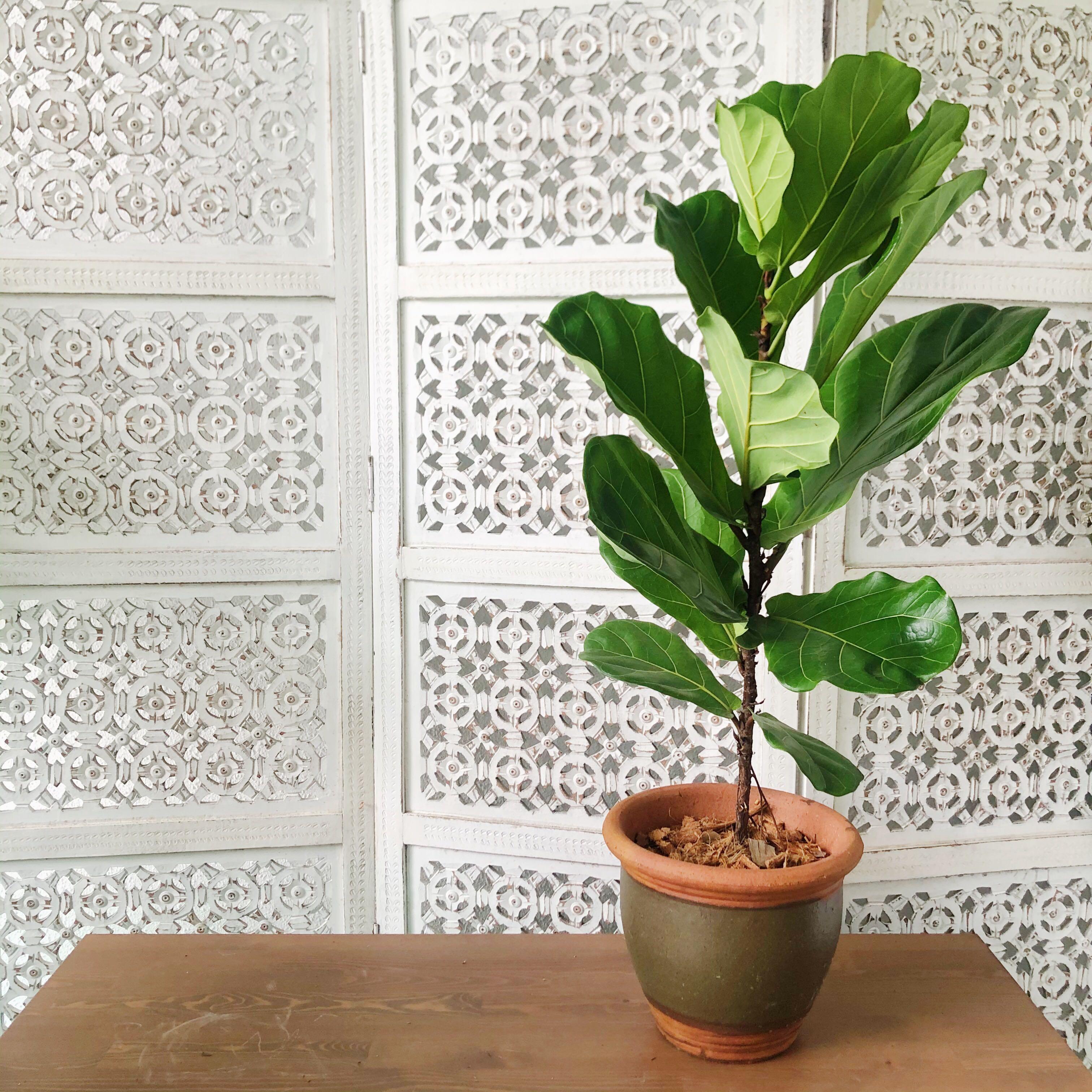 How To Repot A Fiddle Leaf Fig (Planter Size, Soil, Drainage