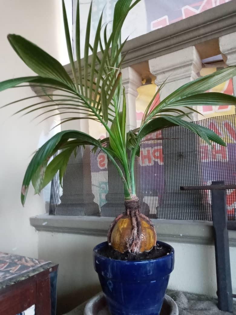Bonsai Kelapa Highest Gred Home Furniture Gardening On Carousell