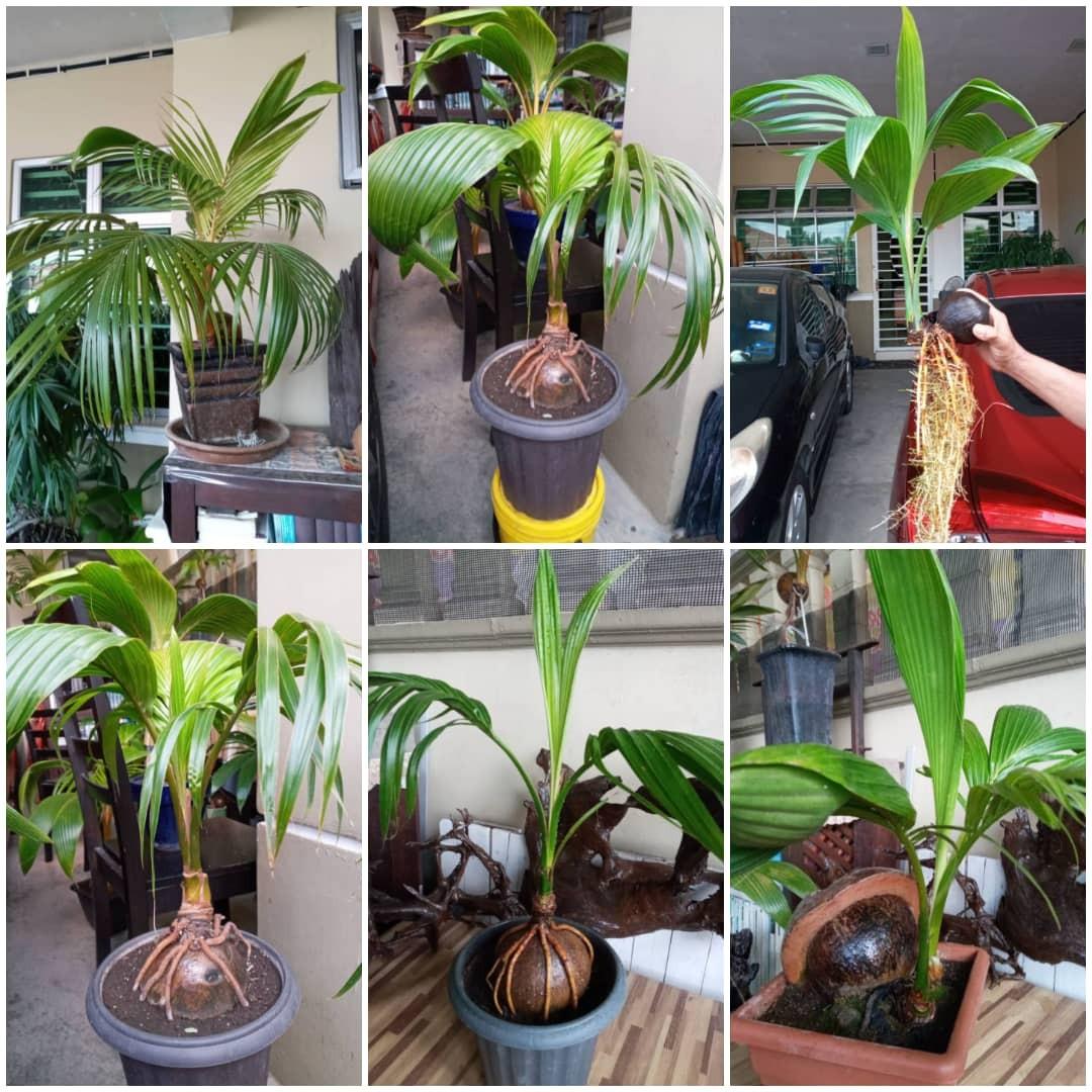 Bonsai Kelapa Highest Gred Home Furniture Gardening On Carousell