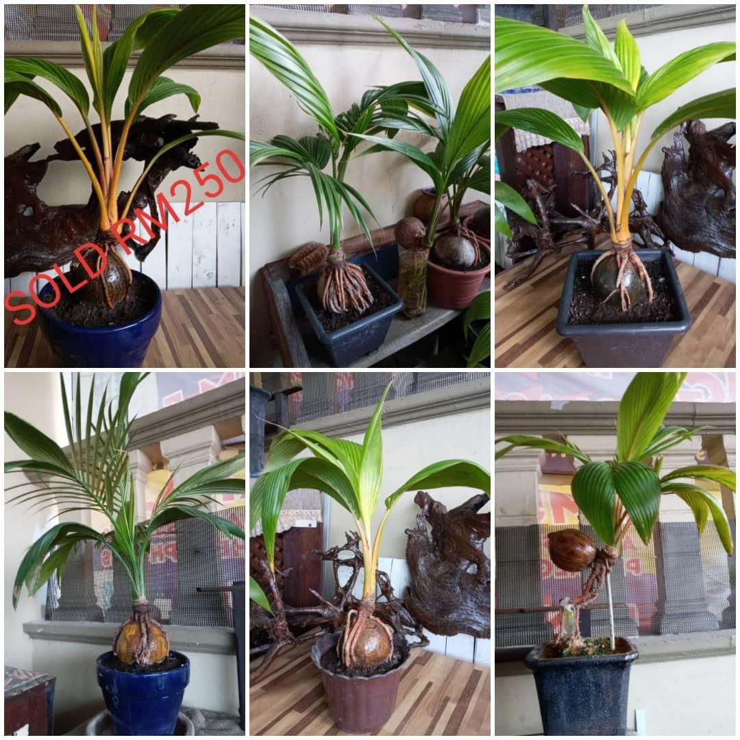 Bonsai Kelapa Highest Gred Home Furniture Gardening On Carousell