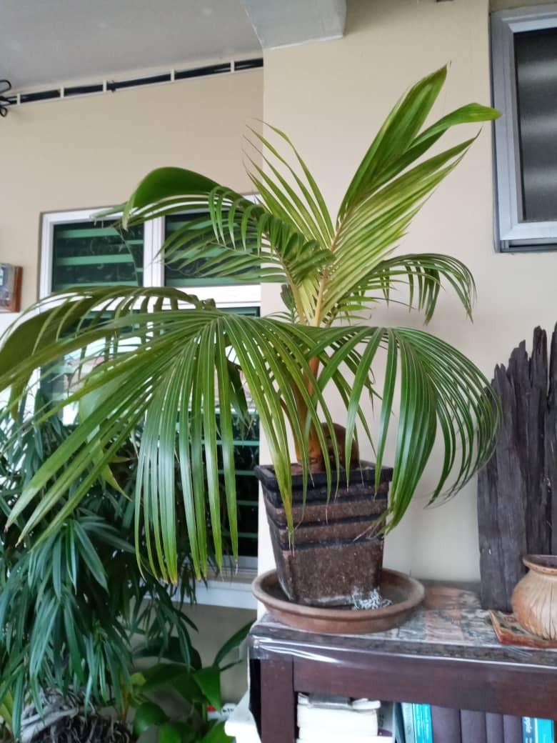 Bonsai Kelapa Highest Gred Home Furniture Gardening On Carousell