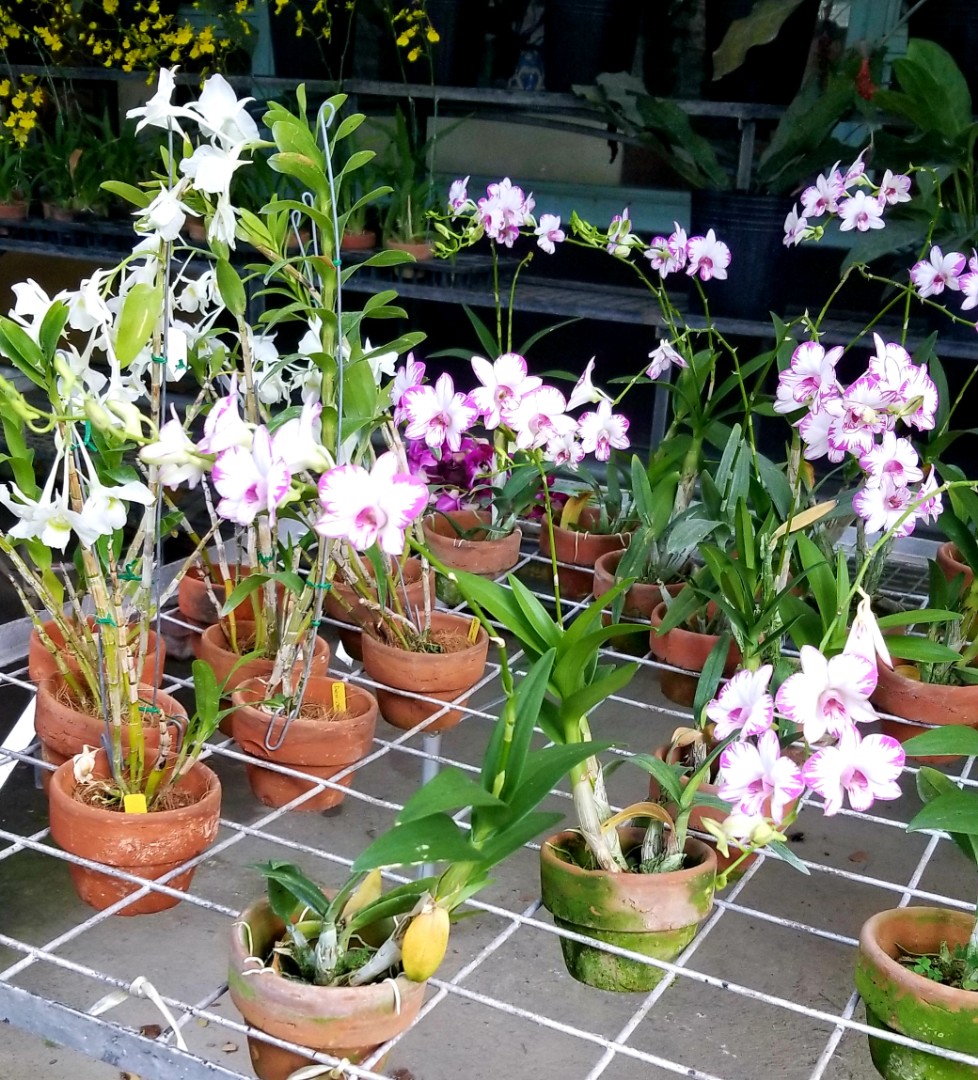 Dendrobium Orchids Plants Gardening Flowers Plants On Carousell