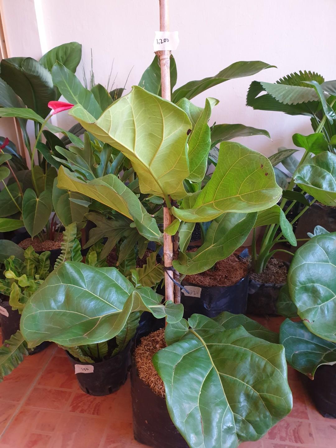 Indoor Outdoor Plants In Bacoor Gardening Flowers Plants On Carousell