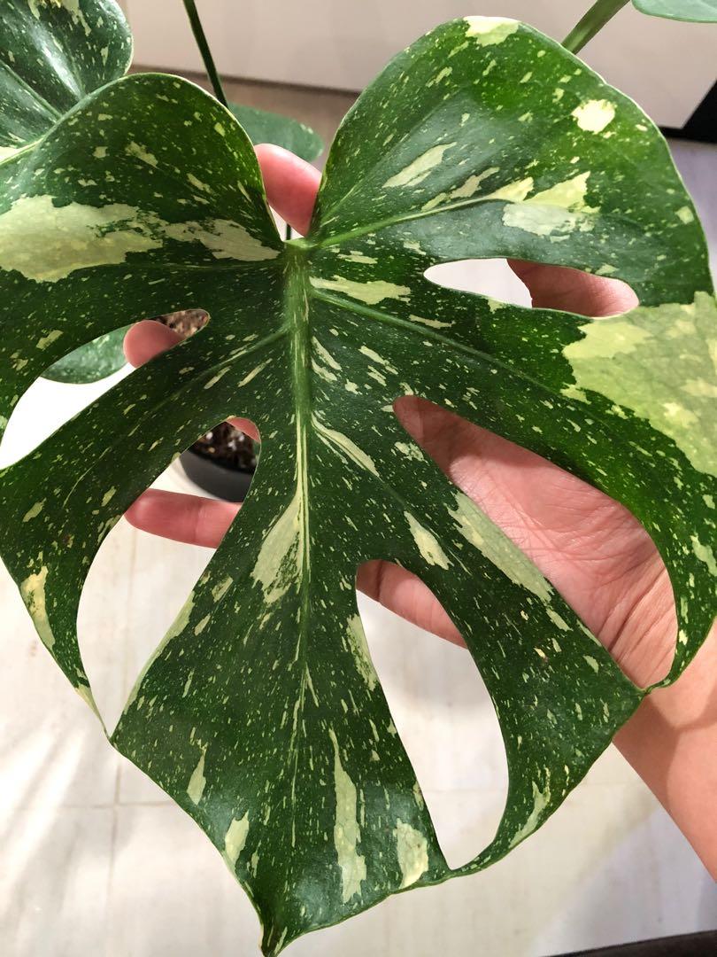 Monstera Thai Constellation Japan Gardening Plants On Carousell
