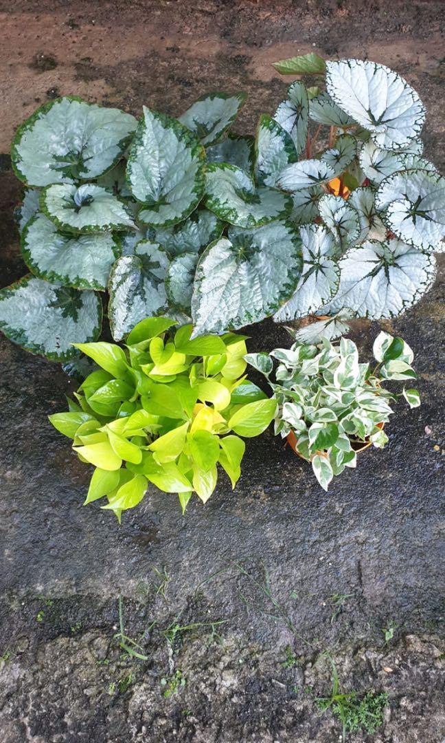 Package Of Indoor Plants Complimentary Plant Spray Delivery Free Furniture Home Living Gardening Seeds On Carou - Garden Veggie Plants Delivered Package Of Indoor Plants Complimentary Plant Spray Delivery Free Furniture Home Living Gardening Seeds On Carou - Garden Veggie Plants Delivered