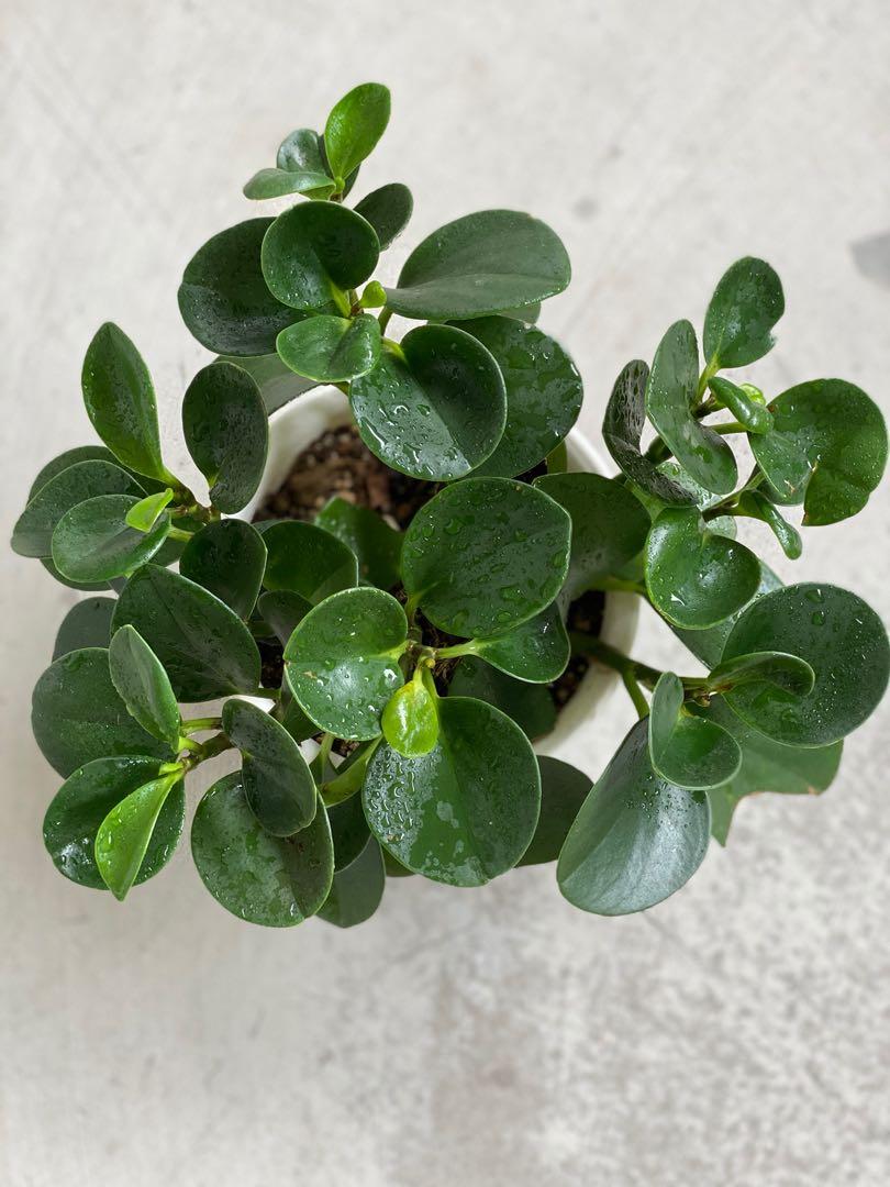 Full Plant - Peperomia Obtusifolia (and free aloe vera plant