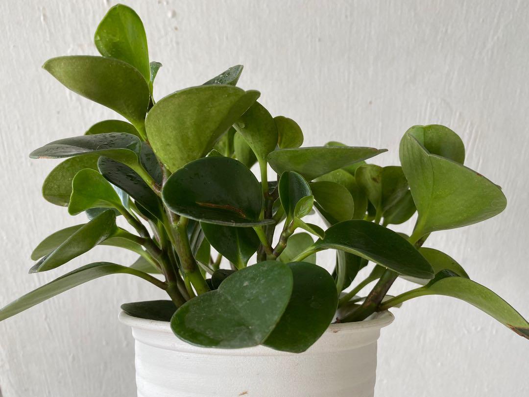 Full Plant - Peperomia Obtusifolia (and free aloe vera plant