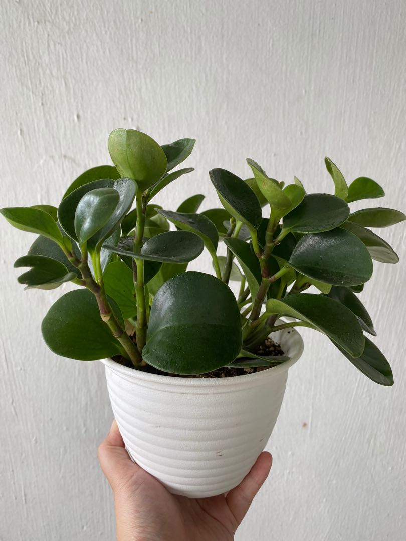 Full Plant - Peperomia Obtusifolia (and free aloe vera plant