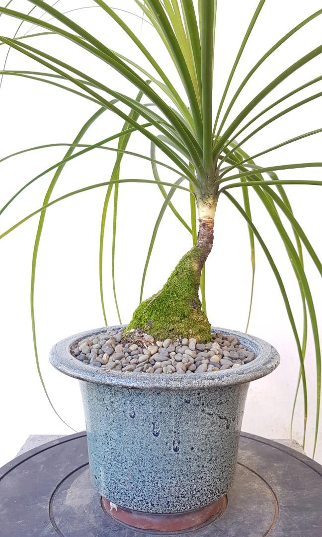 Ponytail Palm in Blue Bonsai Pot, Gardening, Plants on ...