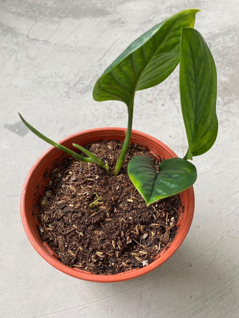 Rare Monstera Pinnatipartita (Monstera Siam), Furniture & Home Living