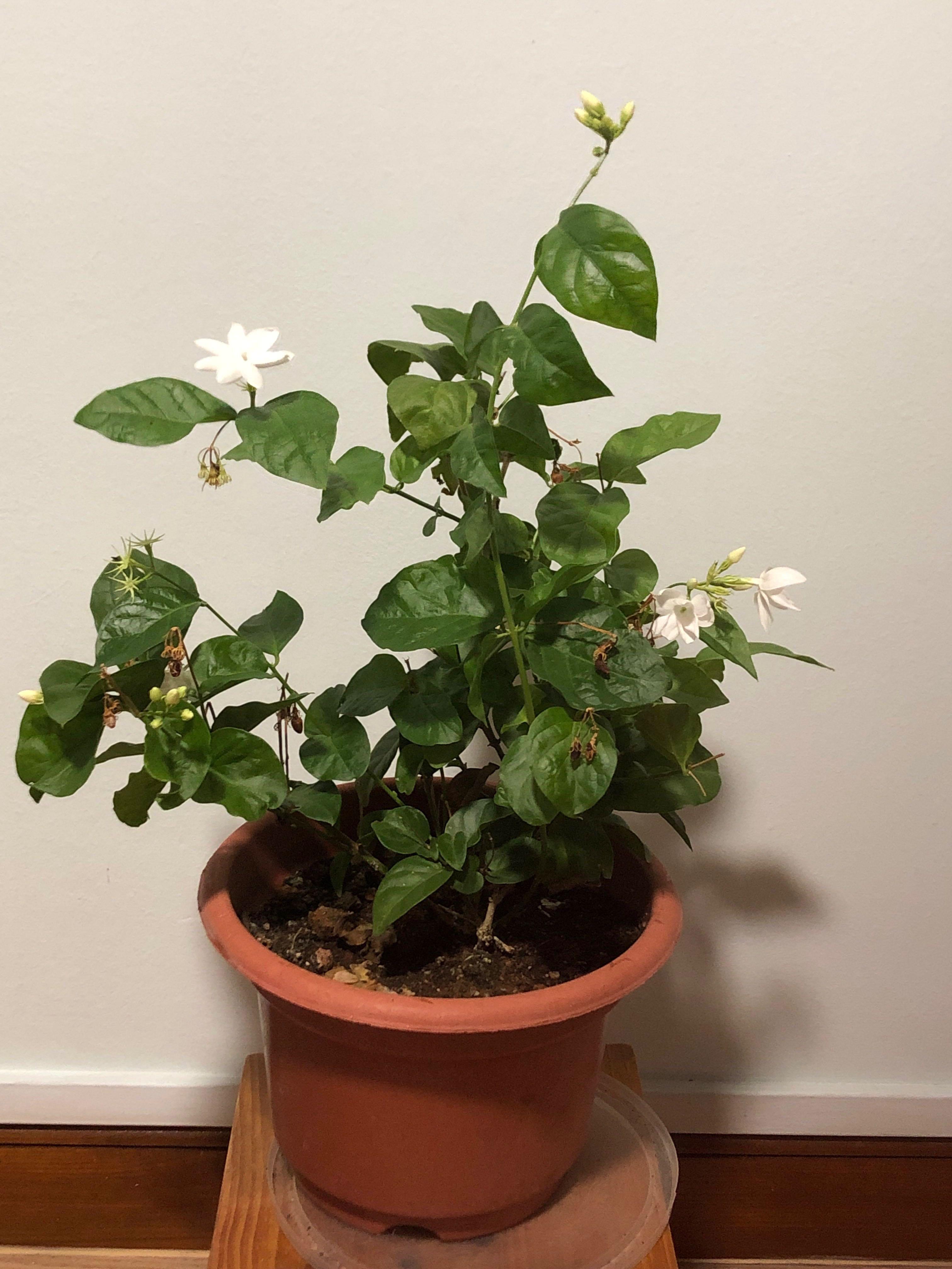 Fragrant Jasmine Plant Blooms Freqently Gardening Plants On Carousell