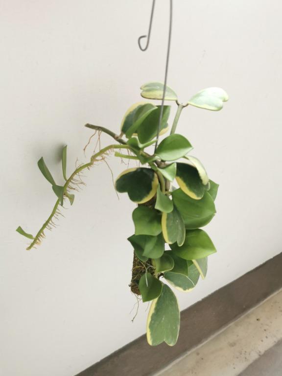 Hoya Kerrii Variegata Gardening Plants On Carousell