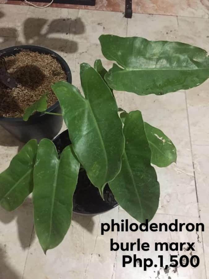 Philodendron Burle Marx Gardening Flowers Plants On Carousell