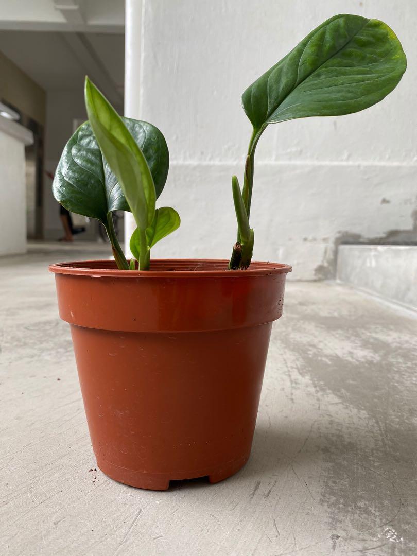 Rare Monstera Pinnatipartita (Monstera Siam), Furniture & Home Living