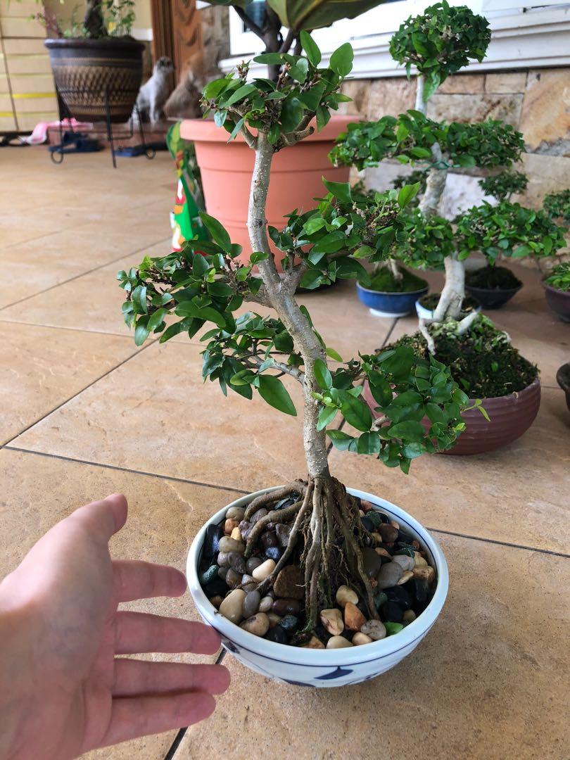 5 Layer Water Jasmines Bonsai Home Furniture Gardening On Carousell